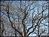 Sagamore Hill<br>twisty branches